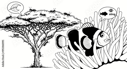 Black and white clown fish swimming.