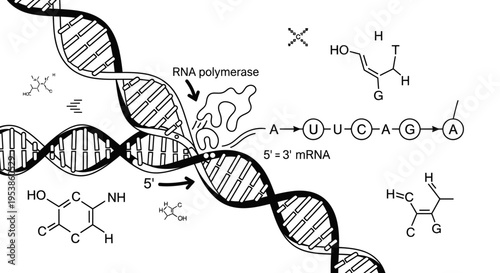 DNA double helix molecular structure model.