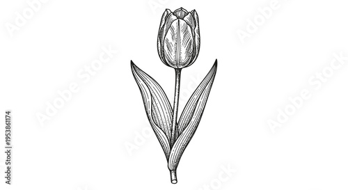 Tulip flower with green leaves drawing.