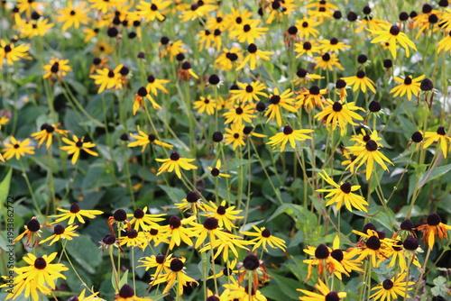 Bild auf Leinwand Masses of rudbeckia hirta or black eyed susan in a garden