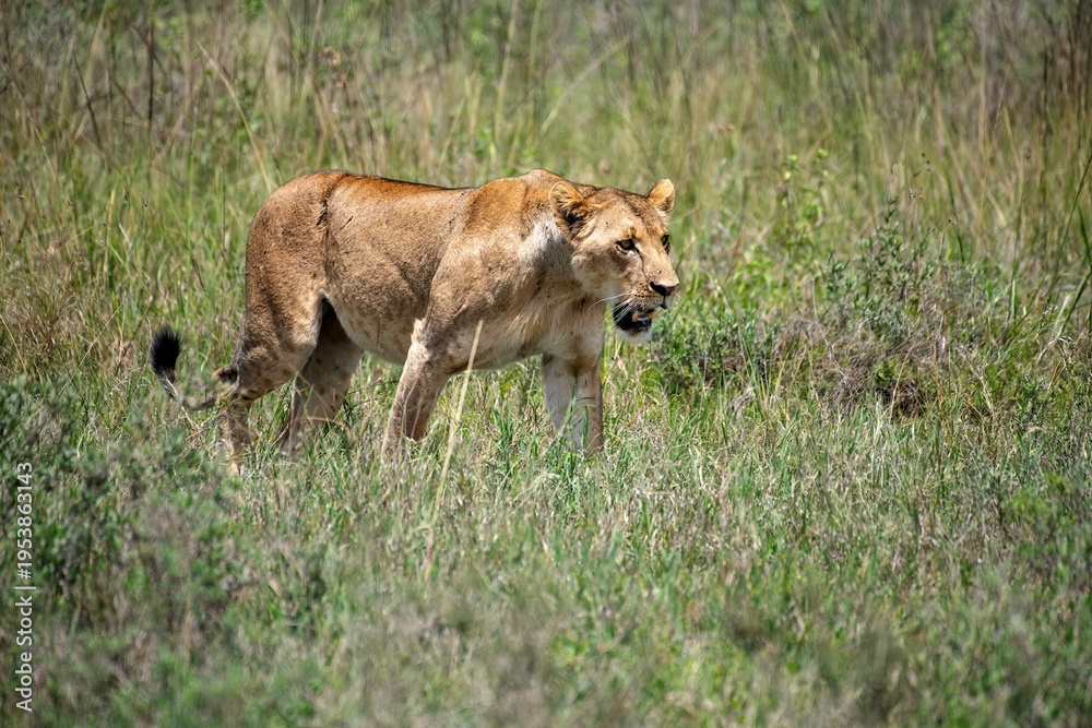 Obraz premium Lioness in green bushland at the Nairobi National park in Kenya
