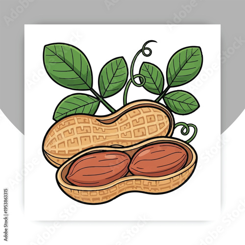 Isolated Peanut Groundnut with Leaves Flat Illustration Organic Healthy Food Isolated on White Background,