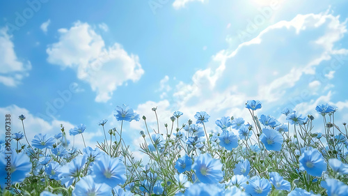 Bright Sun Shining Over a Field of Blue Nemophila Flowers / 青いネモフィラ畑に降り注ぐまぶしい太陽の光