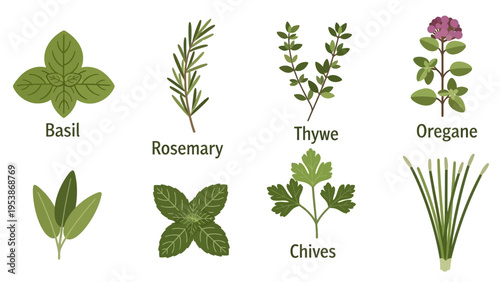 Collection of Fresh Culinary Herbs: Basil, Rosemary, Thyme, Oregano, Sage, Mint, Chives