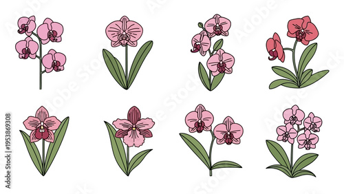 Collection of Pink and Red Orchid Flowers on White Background, Vector Illustration