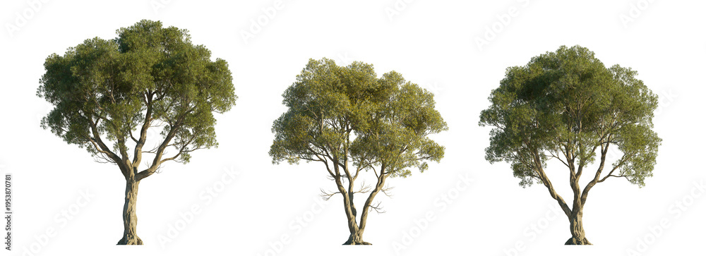 Fototapeta premium Melaleuca linariifolia (snow-in-summer, narrow-leaved paperbark, flax-leaved paperbark) isolated PNG on a transparent background premium nature cutout