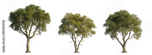 Melaleuca linariifolia (snow-in-summer, narrow-leaved paperbark, flax-leaved paperbark) isolated PNG on a transparent background premium nature cutout