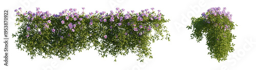 hanging flowers (trailing flowers, cascading blooms, flowering vines) isolated PNG on a transparent background premium nature cutout