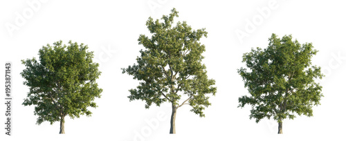 Konstfotografi sorbus aria (whitebeam, common whitebeam, chess apple) isolated PNG on a transpa