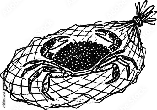 Crab in fishing net illustration marine seafood catch, aquatic animal, ocean life sketch drawing