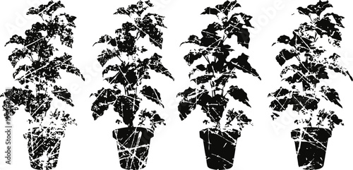 Four potted grapevine plants with ripe grape bunches in black silhouette