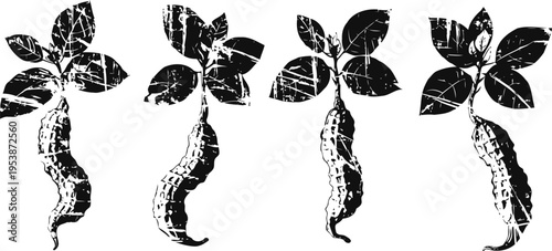 Four hand drawn peanut plant sketches with roots and leaves isolated on white background