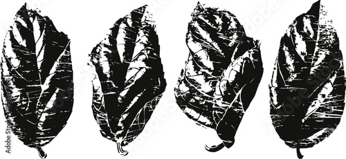 Black and white tobacco leaves set dry texture, veins detailed herbal natural element collection isolated on white background