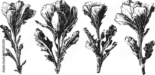 Vintage botanical illustration of lettuce leaves with detailed veins and texture, black and white engraving