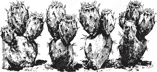 Cactus plants black ink silhouette prickly pear desert succulents illustration with detailed texture