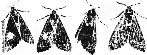 Four detailed black and white moth illustrations in various wing patterns and poses