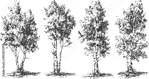 hand drawn birch trees set with detailed leaves and trunk textures, vintage nature illustration