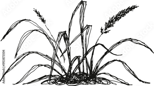 Sketch of wild grass and wheat plants with curved stems and textured foliage