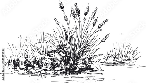 reeds and grasses growing on rocky riverbank with flowing water in natural habitat scene