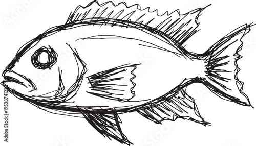 Hand drawn fish illustration with detailed fins and scales in black sketch