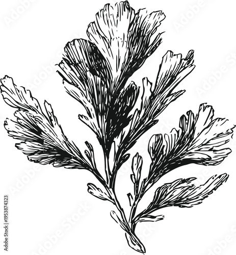 Black and white botanical illustration of seaweed algae branch with detailed textured leaves
