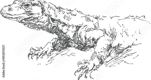 detailed black and white illustration of a lizard resting on a rock with intricate linework