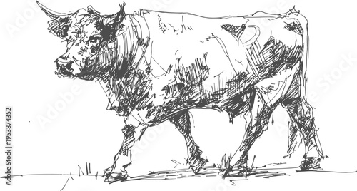 hand drawn bull illustration with detailed sketch lines, livestock farm animal, rural farming concept