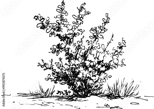 Desert shrub with sparse leaves and grass in dry soil landscape, botanical nature sketch