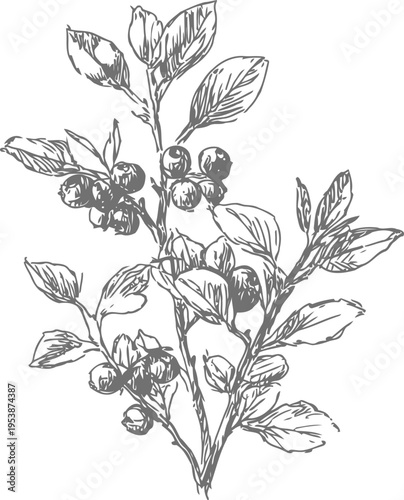 Hand drawn blueberry branch with leaves and berries sketch illustration in vintage