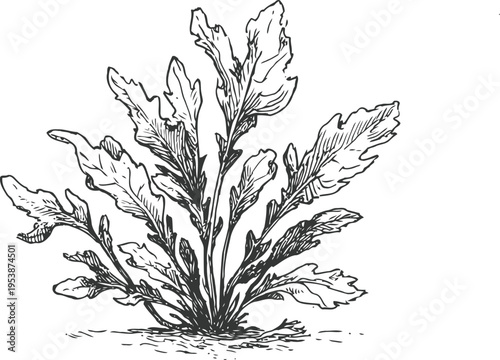 Wild leafy green plant with detailed ink sketch botanical illustration