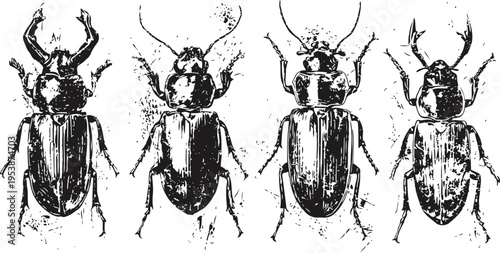 vintage black and white illustration of four distinct beetles with detailed body structure and antennae
