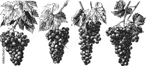 black grape bunches with vine leaves detailed botanical illustration set