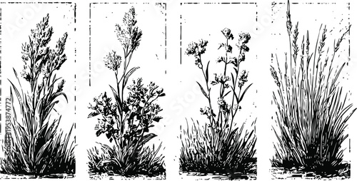 Vintage botanical illustration of four wild grass and plant varieties with detailed leaves and flower heads