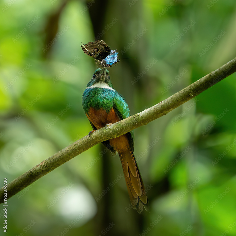 Fototapeta premium bird with butterfly