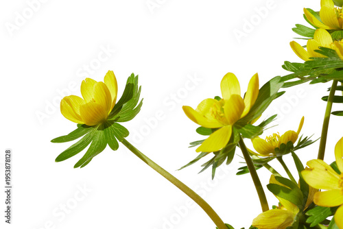 Bilde på lerret bright yellow blooming winter aconite flowers isolated on white or transparent p