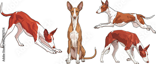 Ibizan Hound  dog sitting play bow sniffing running pose set