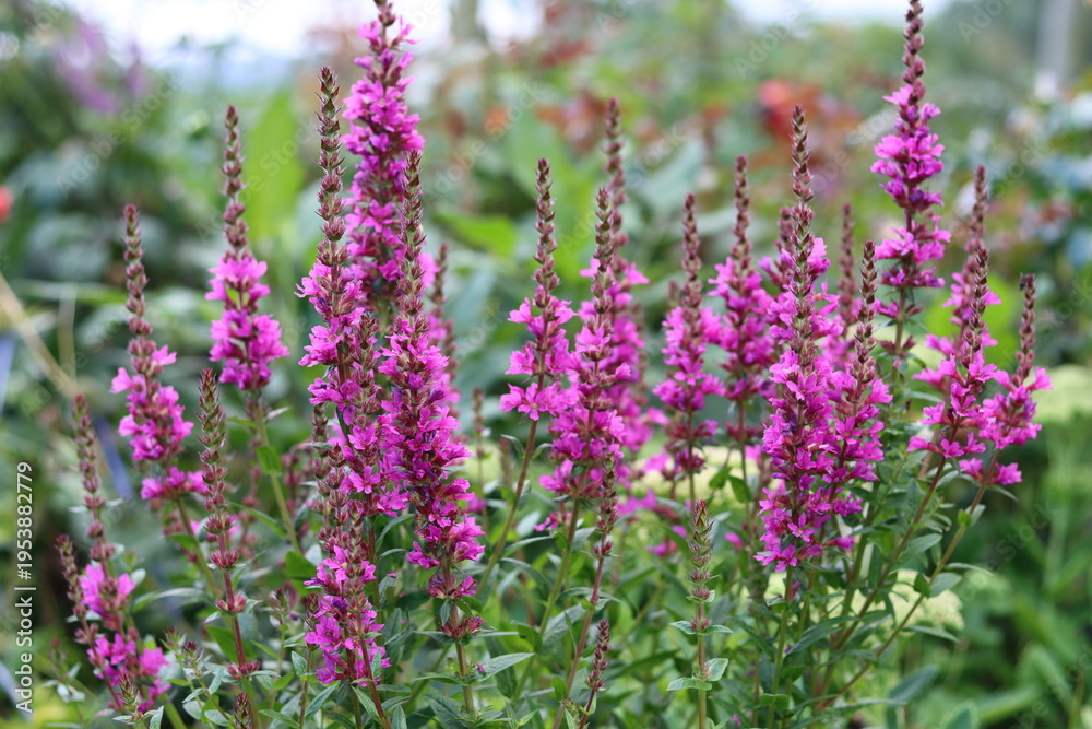 Obraz premium Purple loosestrife or lythrum salicaria in a cottage garden