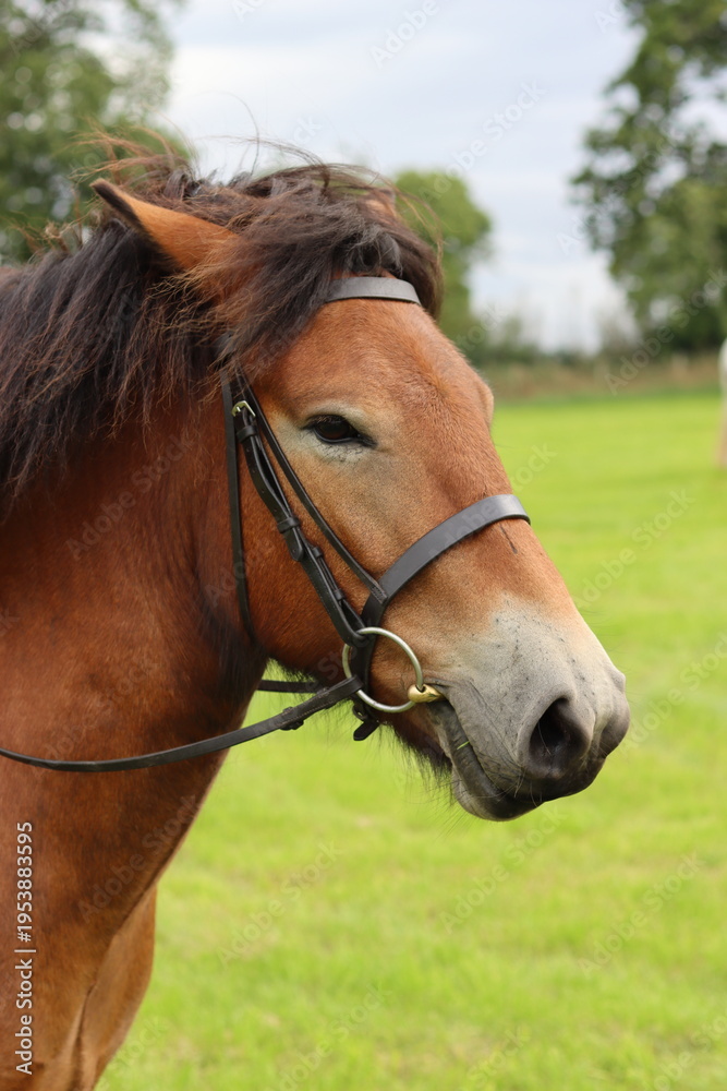 Fototapeta premium Exmoor pony wearing a bridle