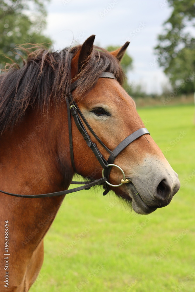 Fototapeta premium Exmoor pony wearing a bridle