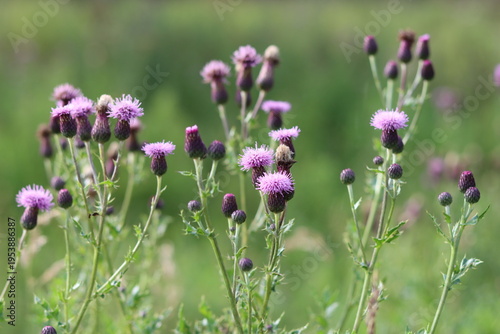 Fotografie Creeping thistles in a summer meadow