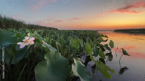Blooming pink lotuses with green leaves at sunrise. Beautiful summer landscape. Volga river delta in Astrakhan region, Russia. Nature and wildlife reserve
