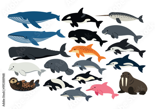 Marine mammals collection on white background, featuring various whales, dolphins, and other sea creatures in a flat vector style
