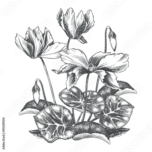 Vector sketch of a cyclamen bush on a white background. Imitation of a botanical engraving. Linear ink drawing. Raw material for medicines, perfumes, and cosmetics. Flowers, buds, and leaves.