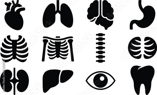 Human anatomy icons: heart, lungs, brain, stomach, rib cage, skeleton, spine, kidney, liver, eye, tooth, Flat Design