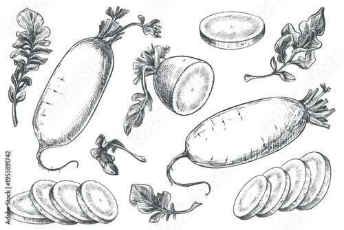Daikon sketch. Vector illustration of the vegetable in an engraving style. A large set of whole radish roots and slices lying on a table. Hand drawn, imitating etching. Line drawing with ink.