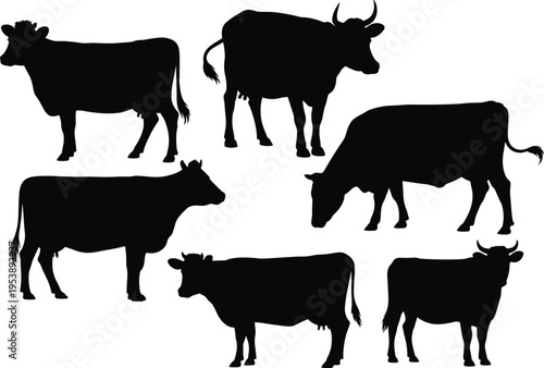 Cow silhouettes collection with multiple poses, cattle farm animals set including standing and grazing views, livestock illustration for agriculture, dairy and ranch design isolated on white