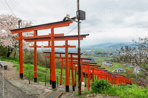 Torii gates along hill with cherry blossom at Ukiha Inari Shrine