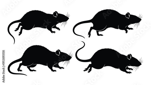 Four black silhouettes of rats in various poses against a white background