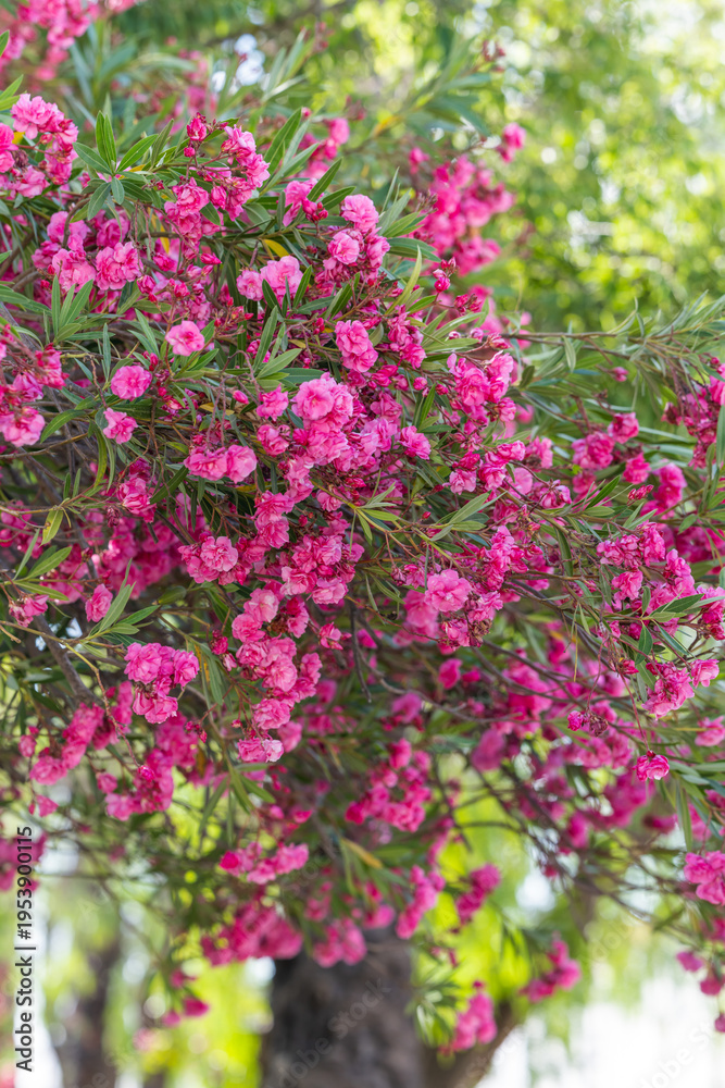Obraz premium Nerium oleander tree blooming with vivid pink flowers