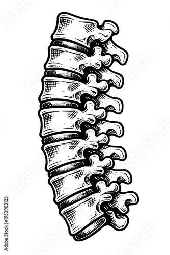 Detailed illustration of human spine anatomy